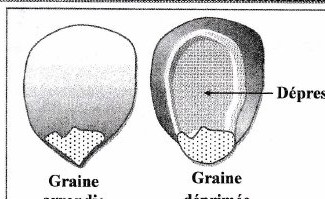 Graines de maïs
