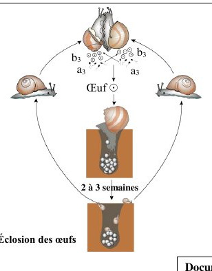 الوثيقة 2: دورة نمو الحلزون Helix pomatia